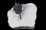 Devil Horned Cyphaspis Walteri Trilobite #89490-2